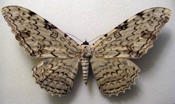 Тизания агриппина (совка агриппа), фото бабочки фотография