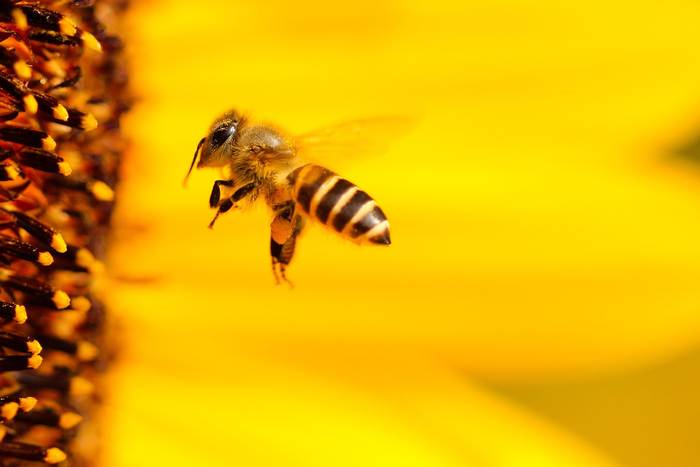 Летящая пчела, фото фотография насекомые