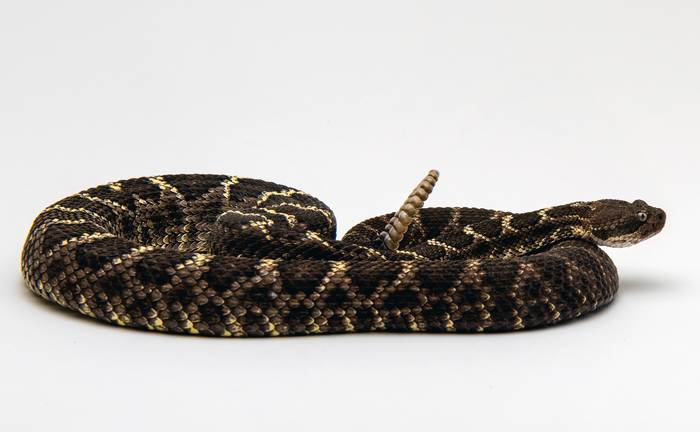 Аризонская гремучая змея (Crotalus cerberus), фото рептилии фотография пресмыкающиеся