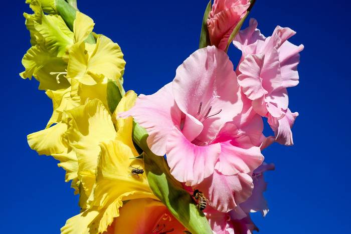 Гладиолус, или шпажник (Gladiolus), фото фотография садовые цветы