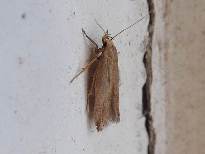 Моль зерновая, или хлебная (Sitotroga cerealella), фото фотография насекомые