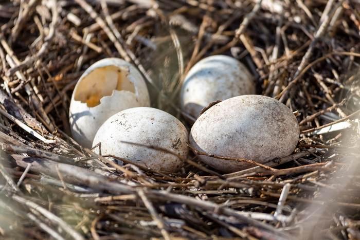 Гнездо с птичьими яйцами, фото фотография