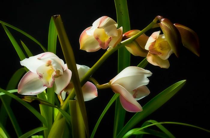 Красивая орхидея, фото фотография 