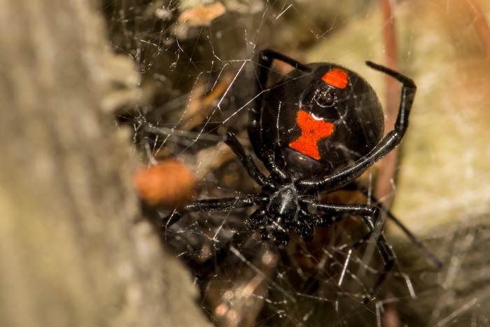 Чёрная вдова (Latrodectus mactans), фото фотография пауки
