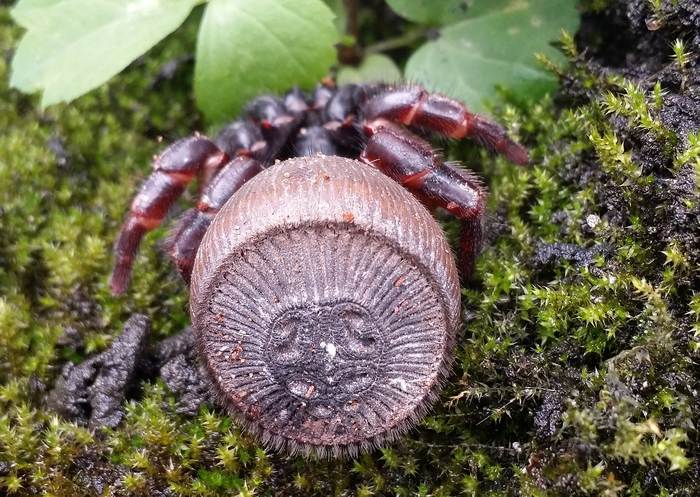 Паук циклокосмия (Cyclocosmia truncata), фото фотография пауки