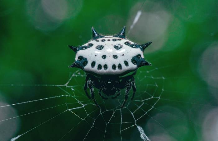 Шипастый паук-кругопряд (Gasteracantha cancriformis), фото фотография пауки