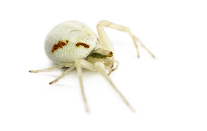 Цветочный паук (Misumena vatia), фото фотография пауки