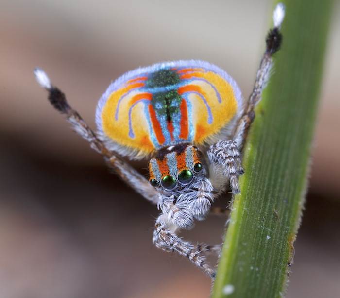 Павлиний паук (Maratus volans), фото фотография пауки