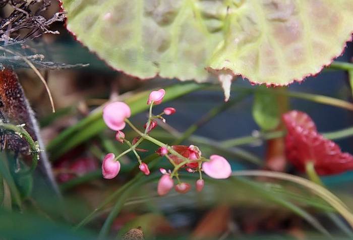  (Begonia goegoensis),   