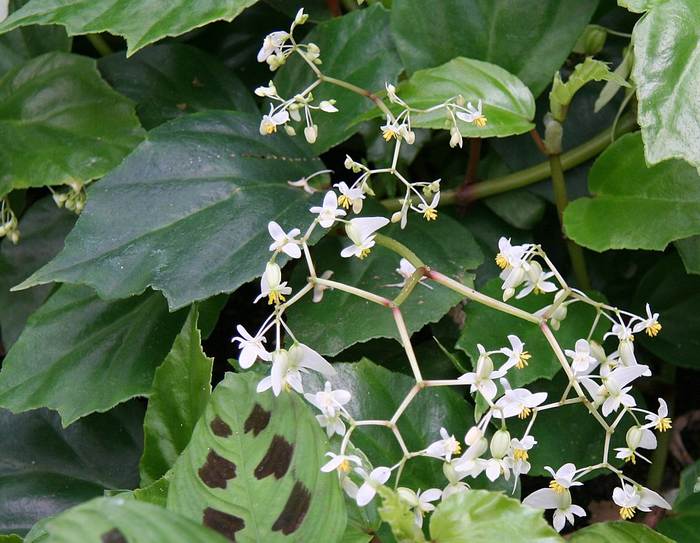   (Begonia glabra),   