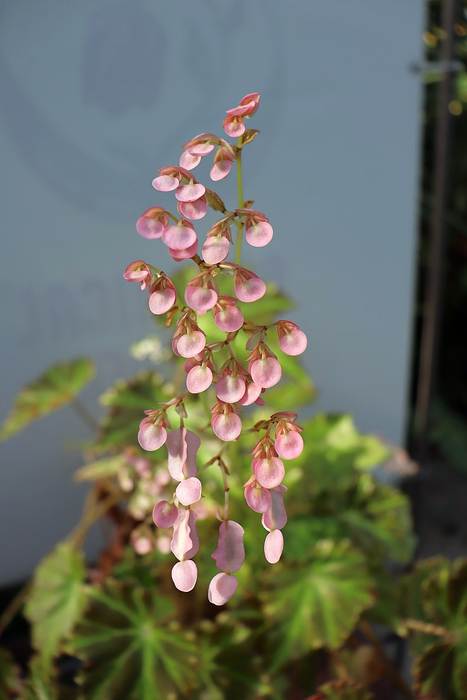   (Begonia bowerae),   