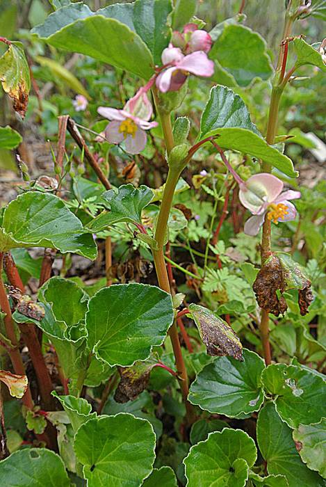   (Begonia cucullata),   