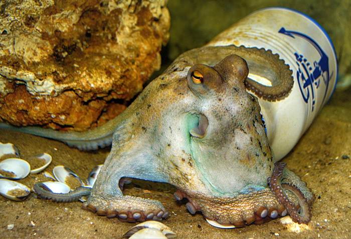 Осьминог, фото фотография головоногие моллюски