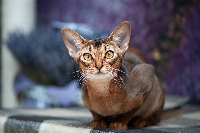 Абиссинская кошка, фото породы кошек, фотография