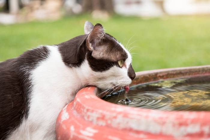 Кошка пьет воды, фото фотография