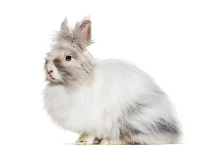 Карликовый ангорский кролик, фото фотография 