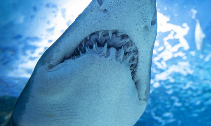 Акульи зубы, фото рыбы фотография