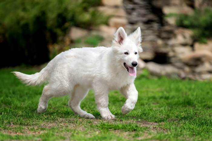 Щенок белой швейцарской овчарки, фото собаки фотография
