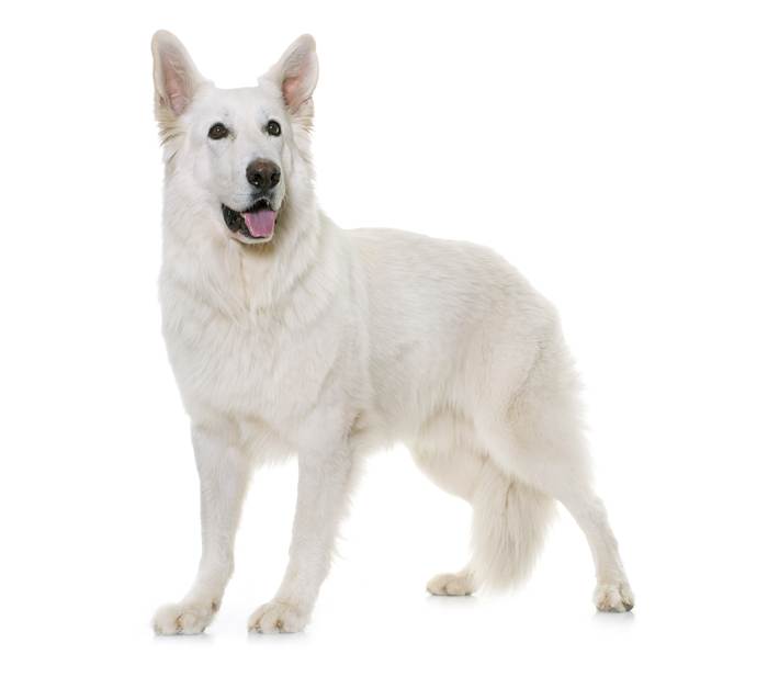 Белая швейцарская овчарка, фото породы собаки фотография