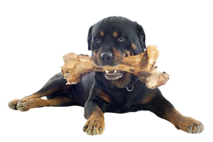 Ротвейлер с костью в зубах, фото собаки фотография