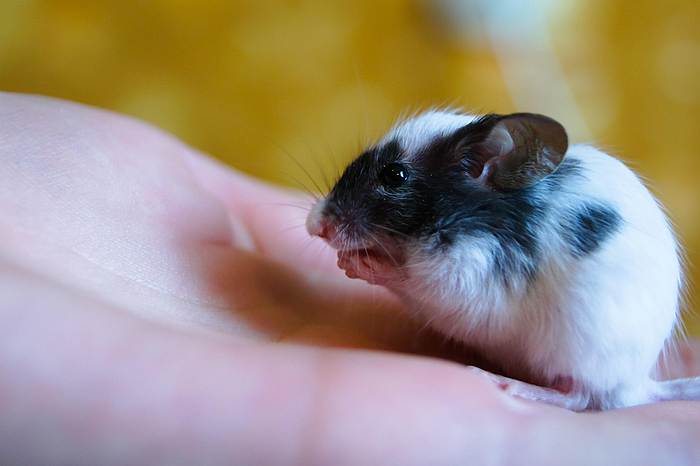 Японская карликовая мышка, фото фотография грызуны