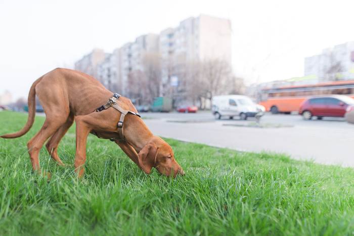 Венгерская выжла, фото фотография собаки