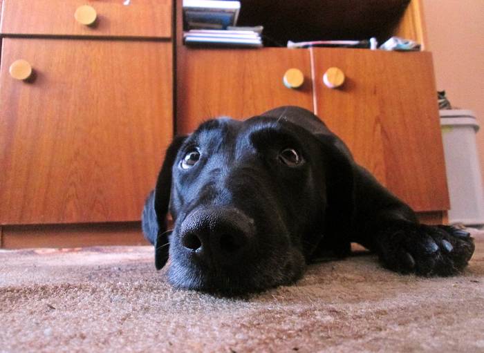 Задумчивая черная собака, фото фотография собаки