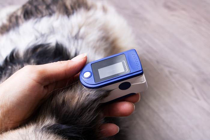 Измерение пульса собаки пульсометром, фото фотография собаки