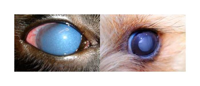 Слева - глаукома, справа - катаракта, фото фотография болезни собак