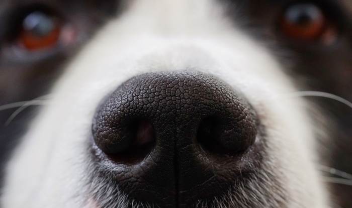 Нос собаки, фото фотография 
