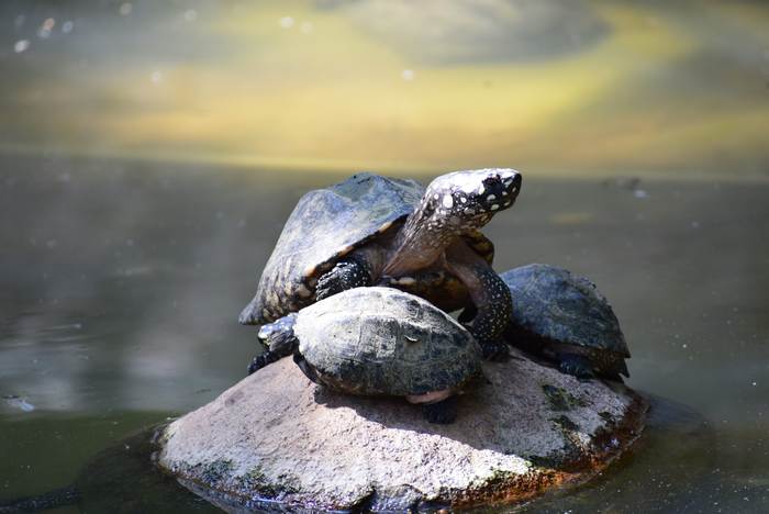Болотная черепаха сидит на камне, фото фотография рептилии