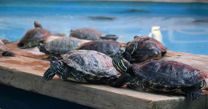 Красноухие черепахи греются на солнышке, фото фотография рептилии