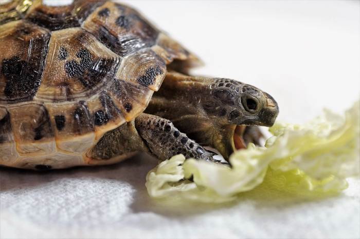 Сухопутная черепаха ест лист салата, фото фотография рептилии