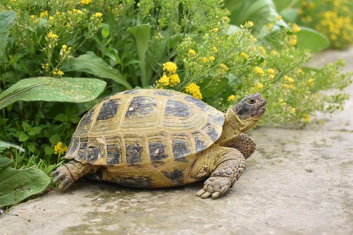 Среднеазиатская черепаха, фото фотография рептилии