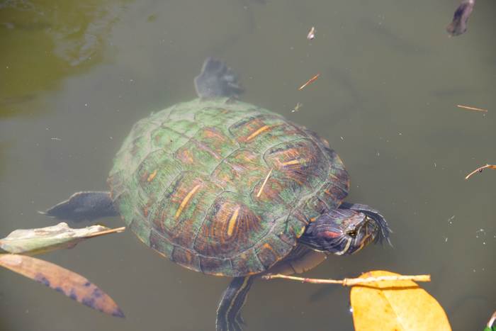 Красноухая черепаха с позеленевшим панцирем, фото фотография рептилии