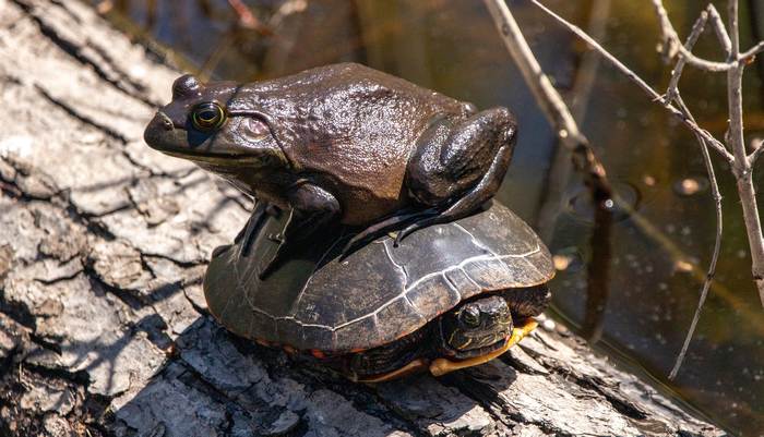 Лягушка сидит на маленькой красноухой черепахе, фото фотография рептилии