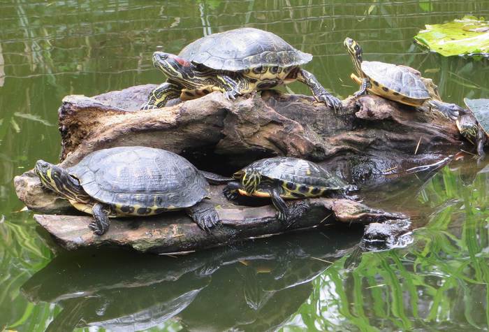 Красноухие черепахи, фото фотография рептилии