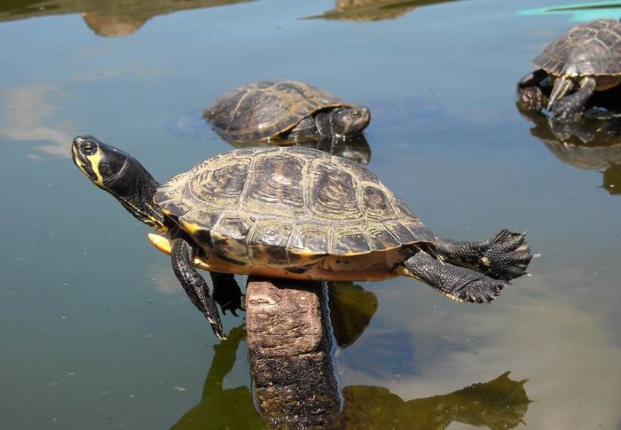 Желтоухая черепаха греется на солнышке, фото фотография рептилии