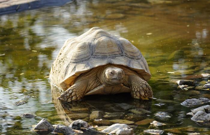 Сухопутная черепаха купается, фото фотография рептилии