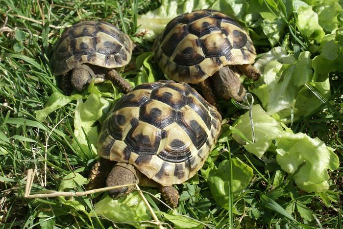 Средиземноморские черепахи и листья салата, фото фотография рептилии