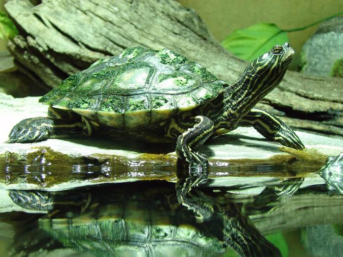 Красноухая черепаха, фото фотография рептилии