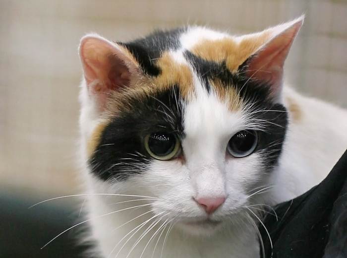 Японский бобтейл, фото фотография, породы кошки