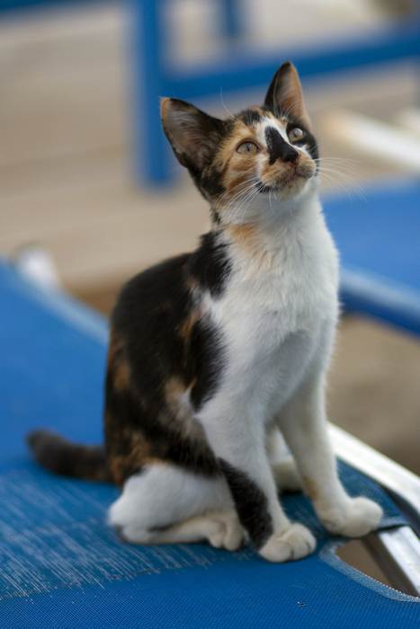 Эгейская кошка, фото фотография