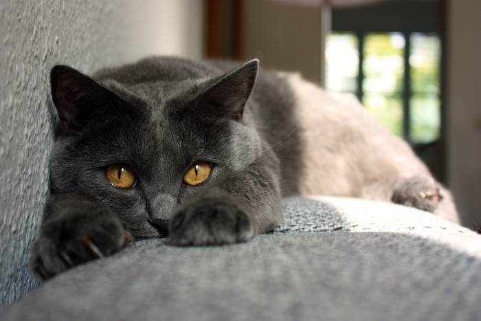 Картезианская кошка (шартрез), фото фотография