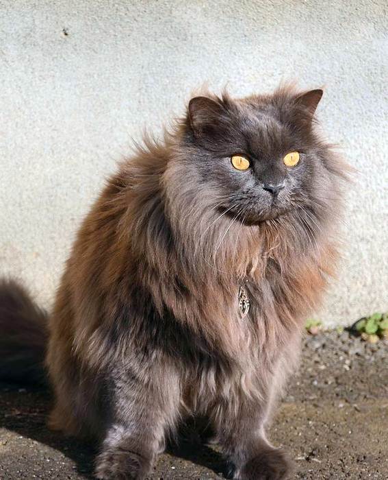Шантильи-тиффани, фото фотография породы кошек