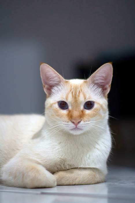 Тайский котенок кошка, фото фотография