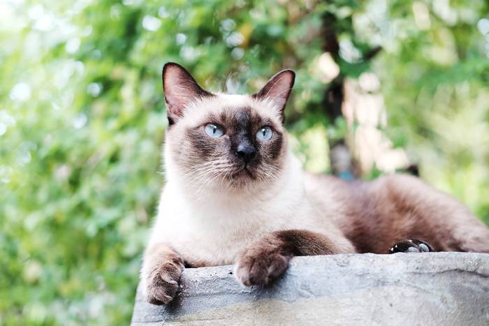 Тайская кошка кот, фото фотография