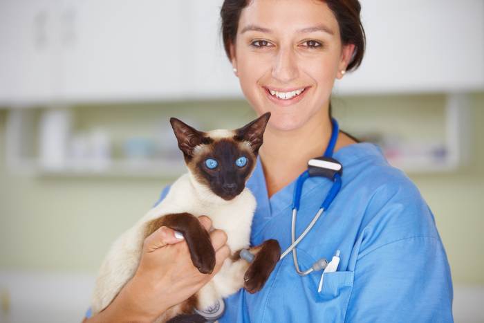 Сиам, сиамская кошка и ветеринарный врач, фото фотография