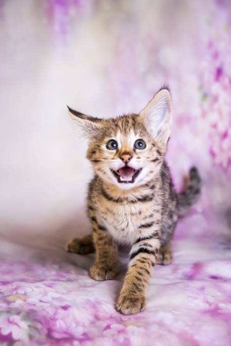 Саванна котенок, фото фотография редкие кошки