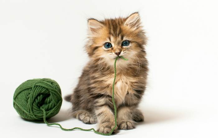 Персидский котенок классического типа, фото фотография